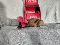 Pink-medium , a male Goldendoodle for sale in Coleman, TX – 3 of 6