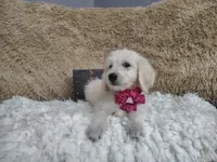 Magenta , a female Goldendoodle for sale in Coleman, TX – 4 of 6