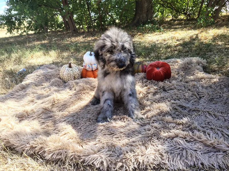 Orange -medium – Goldendoodle puppy for sale in Coleman, TX