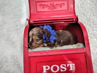 Long hair-Kit Kat, a male Miniature Dachshund for sale in Coleman, TX – 3 of 5