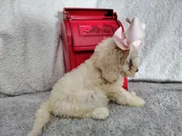 Light pink-medium, a female Goldendoodle for sale in Coleman, TX – 2 of 5