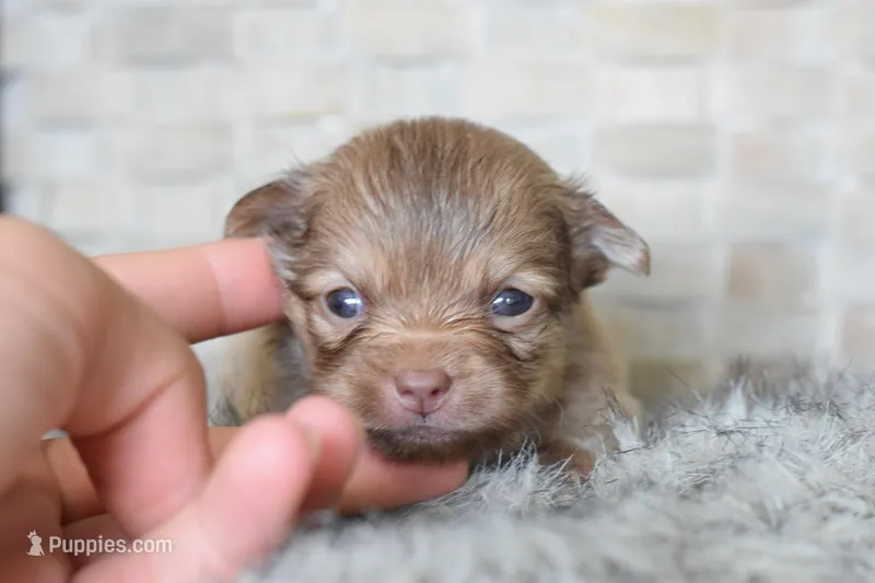Blue – Chihuahua puppy for sale in Coleman, TX