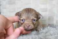 Blue, a male Chihuahua for sale in Coleman, TX – Photo 1 of 7