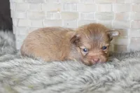 Blue, a male Chihuahua for sale in Coleman, TX – Photo 5 of 7