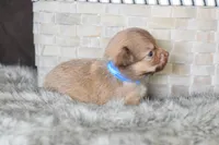 Blue, a male Chihuahua for sale in Coleman, TX – Photo 3 of 7