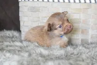 Blue, a male Chihuahua for sale in Coleman, TX – Photo 7 of 7