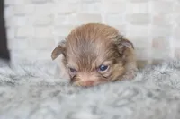 Blue, a male Chihuahua for sale in Coleman, TX – Photo 2 of 7