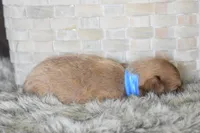 Blue, a male Chihuahua for sale in Coleman, TX – Photo 4 of 7