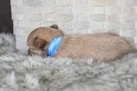 Blue, a male Chihuahua for sale in Coleman, TX – Photo 6 of 7