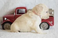 S-pink, a female Miniature Goldendoodle for sale in Coleman, TX – Photo 6 of 6