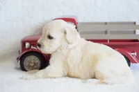 S-pink, a female Miniature Goldendoodle for sale in Coleman, TX – Photo 4 of 6