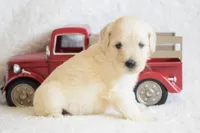 S-pink, a female Miniature Goldendoodle for sale in Coleman, TX – Photo 1 of 6