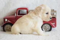 S-pink, a female Miniature Goldendoodle for sale in Coleman, TX – Photo 2 of 6