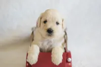 S-pink, a female Miniature Goldendoodle for sale in Coleman, TX – Photo 5 of 6