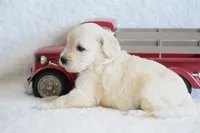 S-pink, a female Miniature Goldendoodle for sale in Coleman, TX – Photo 3 of 6