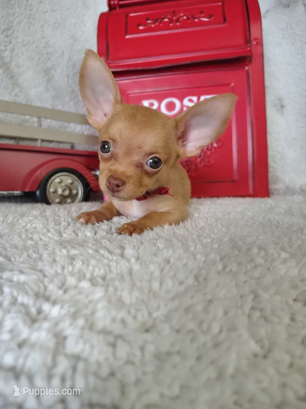 Pink – Chihuahua puppy on hold in Coleman, TX