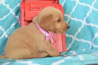 Light Pink, a female Golden Retriever for sale in Coleman, TX – 4 of 5
