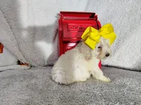 Yellow-medium, a male Goldendoodle for sale in Coleman, TX – 6 of 6