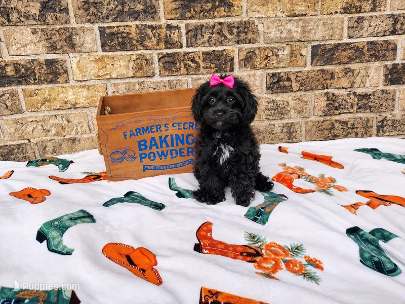 Light pink – Havapoo puppy for sale in Coleman, TX
