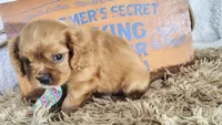 Blue, a male Cavalier King Charles Spaniel for sale in Coleman, TX – 3 of 4