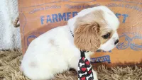 Black , a male Cavalier King Charles Spaniel for sale in Coleman, TX – 2 of 3