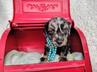 Long hair-Oreo, a male Miniature Dachshund for sale in Coleman, TX – 3 of 4