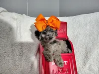 Orange -medium, a male Goldendoodle for sale in Coleman, TX – 8 of 8
