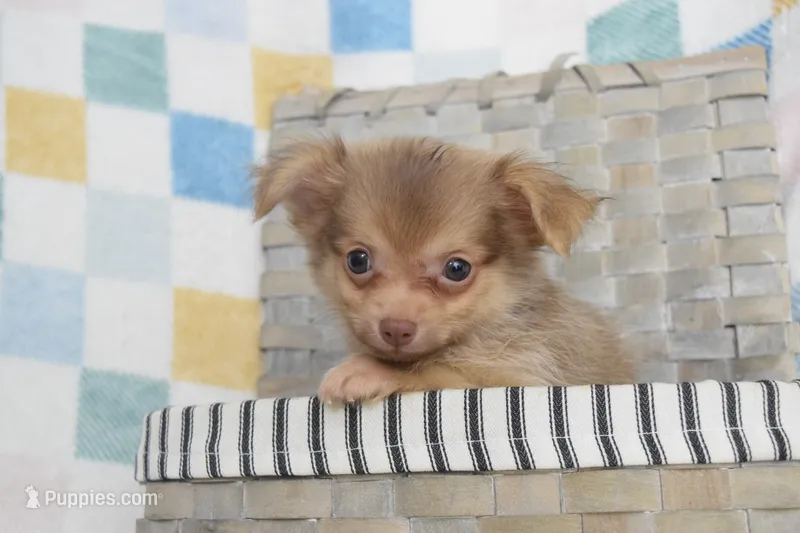Hot cocoa  – Chihuahua puppy for sale in Coleman, TX