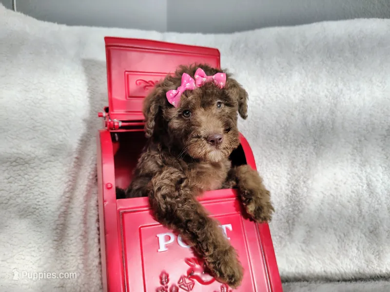Neon pink- medium  – Goldendoodle puppy for sale in Coleman, TX