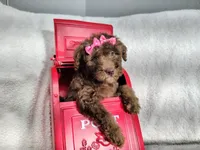 Neon pink- medium , a female Goldendoodle for sale in Coleman, TX – 1 of 7