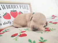 Green, a male Golden Retriever for sale in Coleman, TX – 2 of 4