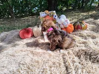 Magenta , a female Havapoo for sale in Coleman, TX – 4 of 4