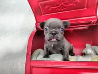 Opal, a female French Bulldog for sale in Coleman, TX – 2 of 5