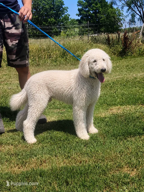 Milo – Poodle - Standard  puppy for sale in Coleman, TX