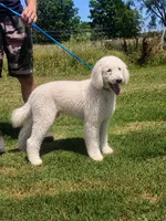 Milo, a male Poodle - Standard  for sale in Coleman, TX – 1 of 9