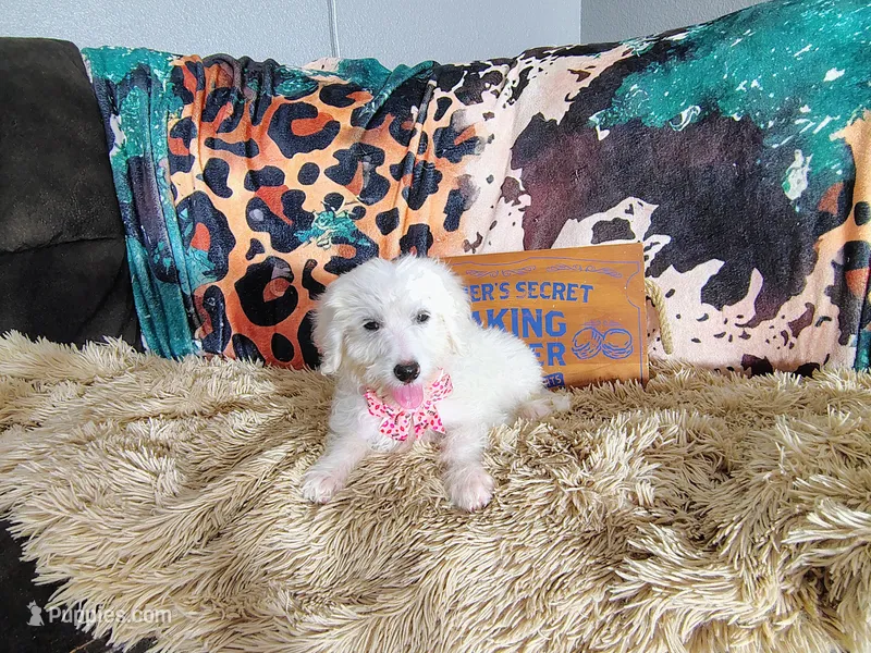 Purple-Standard – Goldendoodle puppy for sale in Coleman, TX