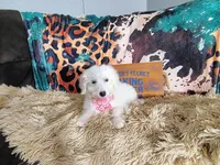 Purple-Standard, a female Goldendoodle for sale in Coleman, TX – 1 of 5