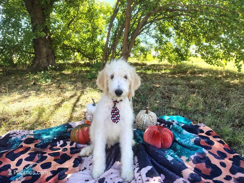 Green-Standard – Goldendoodle puppy for sale in Coleman, TX
