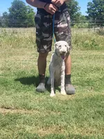 Milo, a male Poodle - Standard  for sale in Coleman, TX – 7 of 9