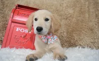 Peach, a female Golden Retriever for sale in Coleman, TX – 1 of 10