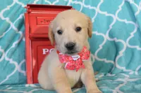 Orange, a female Golden Retriever for sale in Coleman, TX – 2 of 6