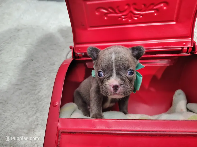 Sapphire  – French Bulldog puppy for sale in Coleman, TX