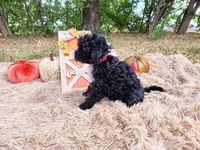 Pink, a female Maltipoo for sale in Coleman, TX – 2 of 3