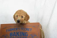 Blue, a male Miniature Goldendoodle for sale in Coleman, TX – 2 of 6