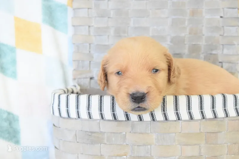 Dark purple – Golden Retriever puppy for sale in Coleman, TX