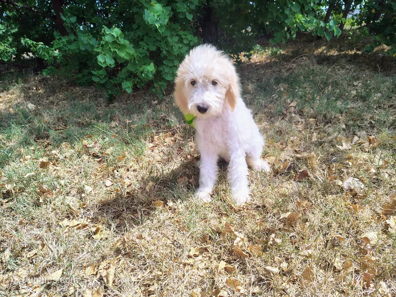 Orange-Standard-WEEKEND SALE – Goldendoodle puppy for sale in Coleman, TX