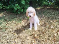 Orange-Standard, a male Goldendoodle for sale in Weatherford, TX – 1 of 3
