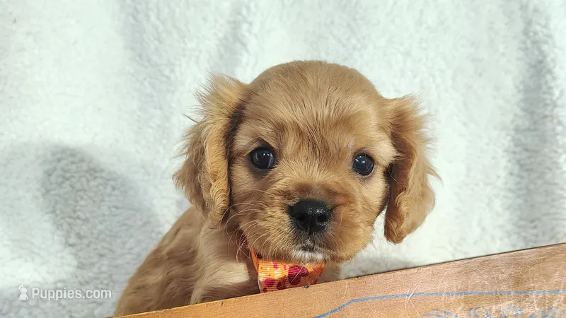 Orange – Cavalier King Charles Spaniel puppy for sale in Coleman, TX