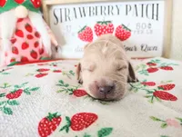 White, a male Golden Retriever for sale in Coleman, TX – 1 of 5