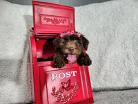 Neon pink- medium , a female Goldendoodle for sale in Coleman, TX – 6 of 7